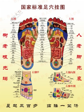 国家标准足穴挂图