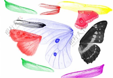 昆虫翅膀笔刷图片