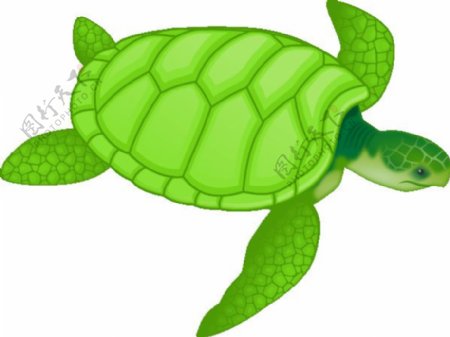 绿海龟的剪辑艺术