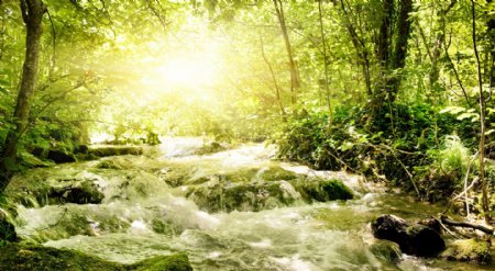 阳光照耀的森林河流图片