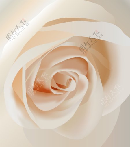 白色玫瑰花花