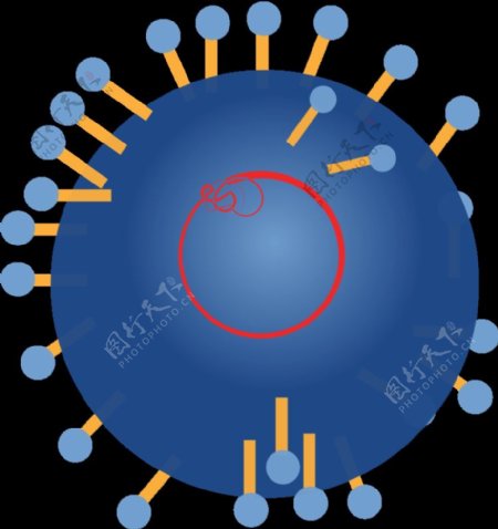RNA病毒