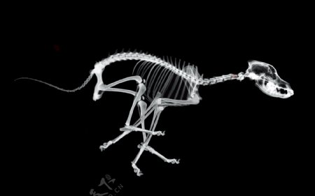 奔跑的狗X光透视图片