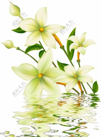 水中花卉图片