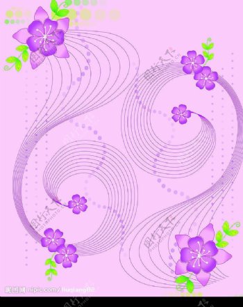 紫情花图片