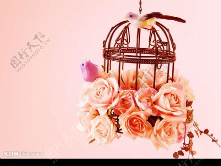 情人节粉红玫瑰温馨幸福鸟笼婚礼图片