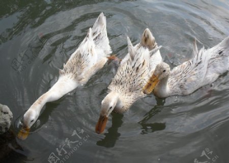 安徽宏村池塘鸭子图片