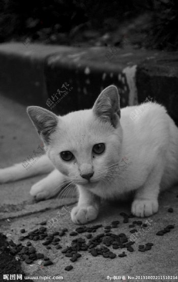 黑白猫咪图片