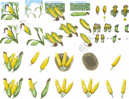 玉米合集图片