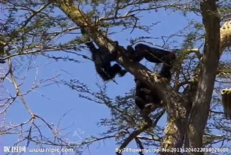猿猴活动视频频素材