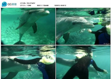 潜水员和海豚视频实拍素材