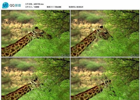 长颈鹿吃叶子视频实拍素材