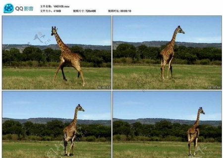 非洲长颈鹿动物视频实拍素材
