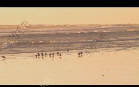 海滩水鸟视频素材
