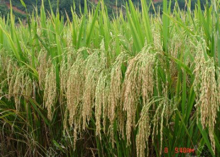 成熟水稻图片