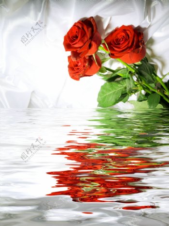 水面上的红玫瑰图片