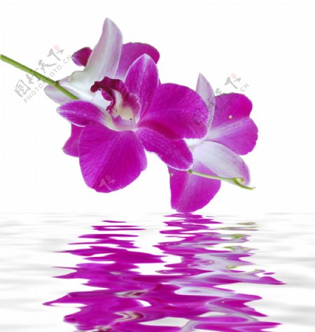 漂浮在水中的花朵图片
