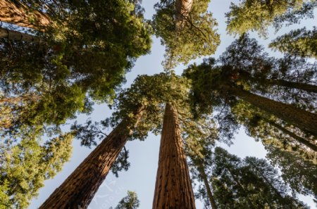 加利福尼亚州内华达山脉巨杉图片