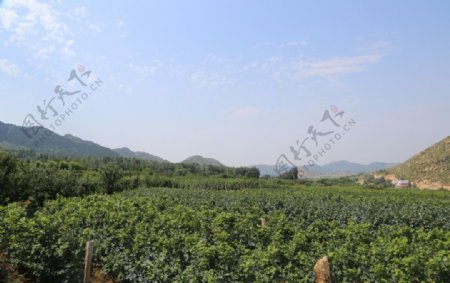 柳河山庄葡萄园图片