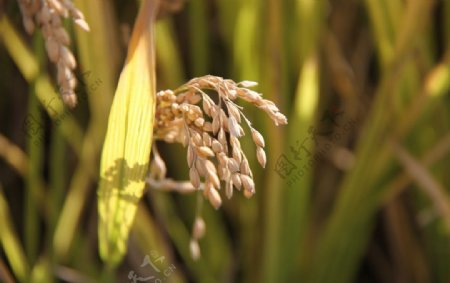 水稻稻穗稻田图片