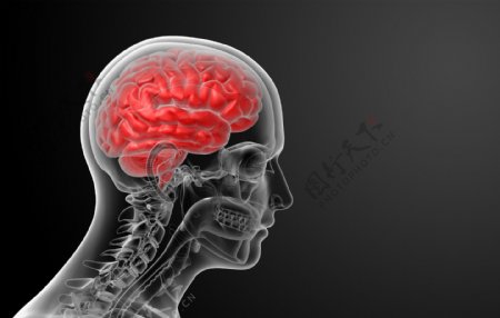 人体大脑结构图片