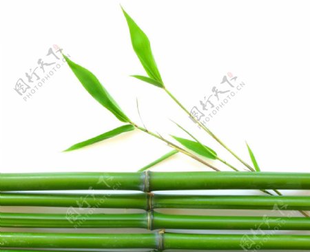 一排小竹子图片
