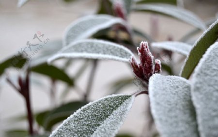 霜冻树叶图片