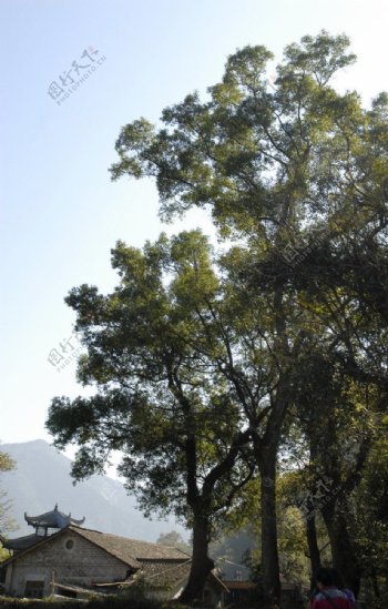 老樟树图片