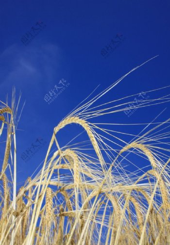 麦子小麦麦穗图片