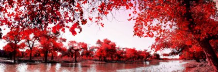 红枫林图片