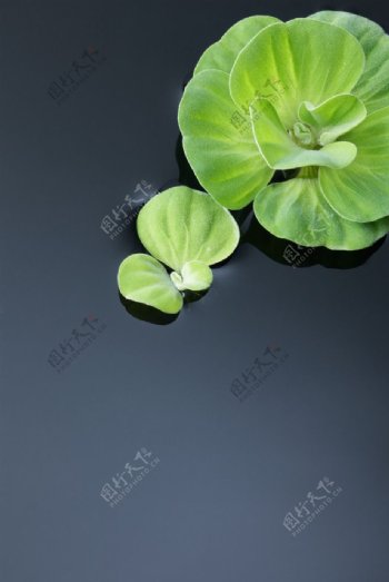 高清图片春天植物浮萍