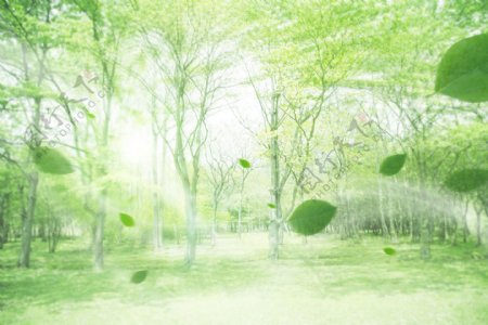 绿色树叶清新空气图片