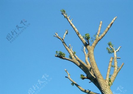树干微距摄影图片