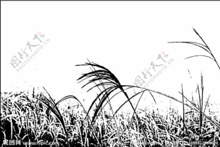 荒草萋萋图片