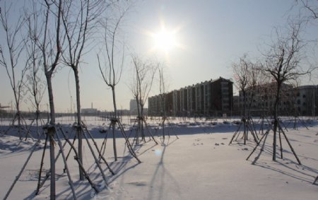 辽宁师范大学海华学院林边雪景图片