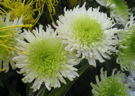菊花绿牡丹图片