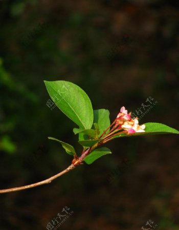 茶花植物摄影图片