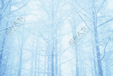 冬日雾色树林雪景图片
