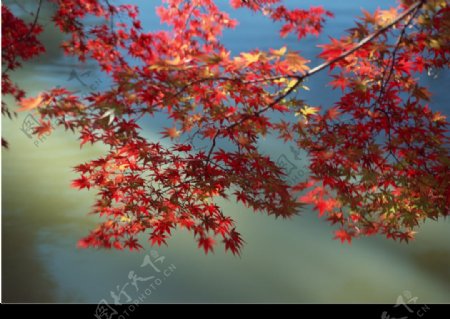 红枫叶子图片