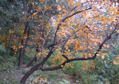 北京景山公园的树图片