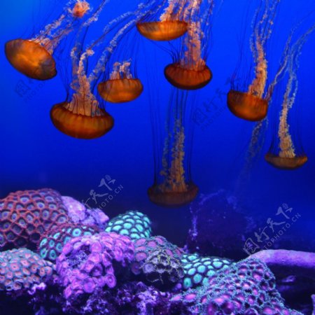 唯美的海底水母群图片