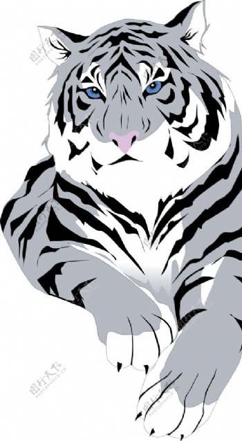 黑白猎户素描老虎图片
