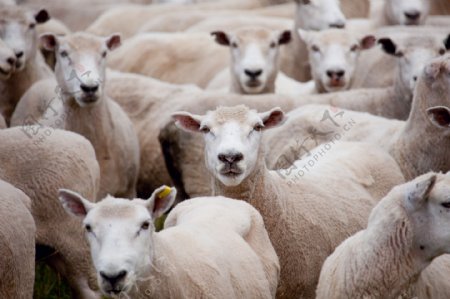 绵羊肥羊图片
