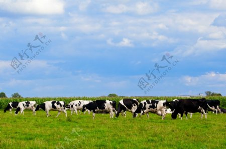 草原奶牛群图片