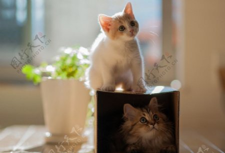 两只可爱的小猫图片