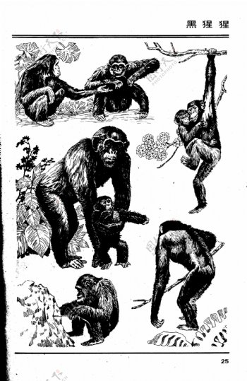 百兽图25黑猩猩图片