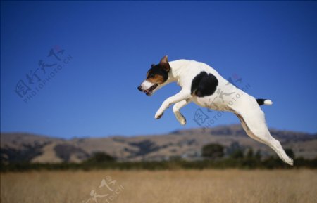 杰克罗素狗跳跃图片