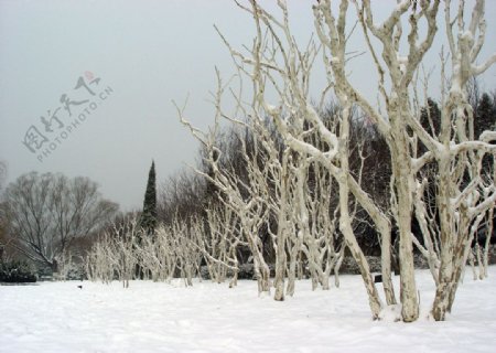 大明湖公园雪景图片