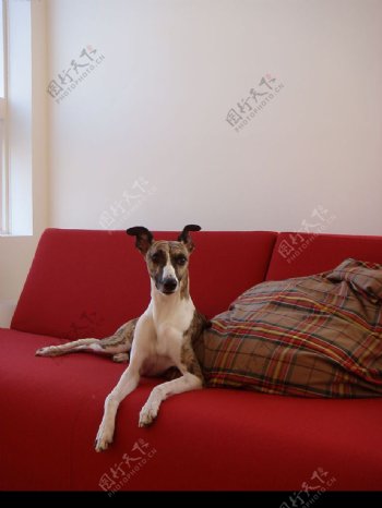宠物狗沙发图片