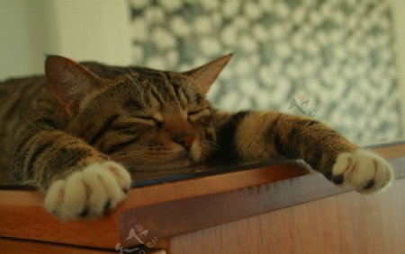 午睡中的慵懒家猫图片